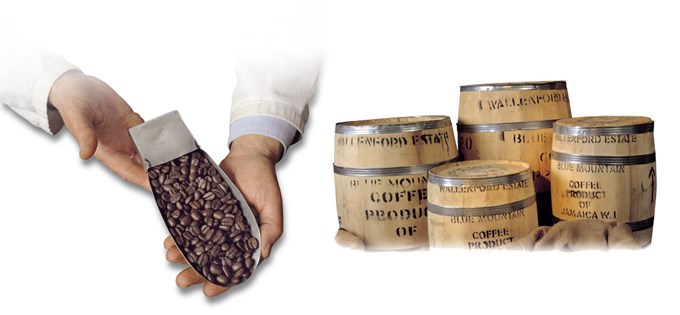 caffe piansa historie